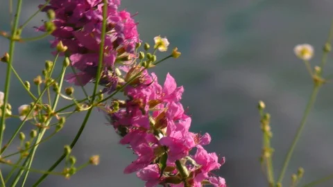 Beautiful inflorescences of wild flowers Stock Footage