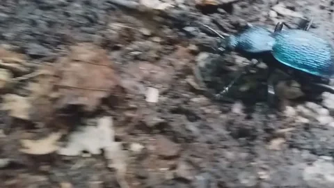 Beautiful insect 4K Stock Footage 147531089