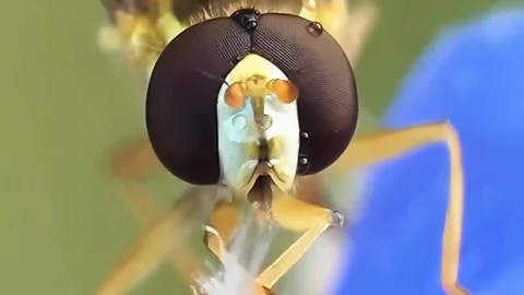 Beautiful insect eyes Stock Footage 276898048