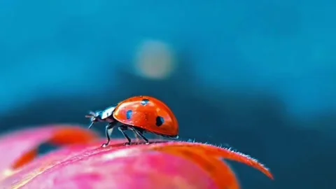 Beautiful insect Stock Footage 303638742