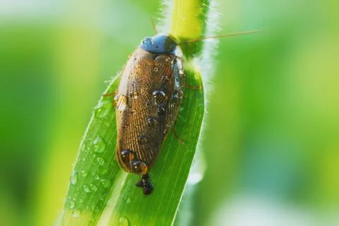 Beautiful insect on green grass Green background Stock Photos