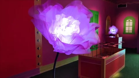 A beautiful interactive purple flower with opening petals Stock Footage 294681567