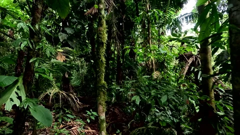 Beautiful interior of a tropical forest; green nature background Vidéo 336924876