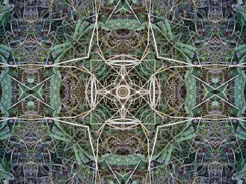 A beautiful intricate geometric repeat pattern formed with leaves and dried Fotos de archivo