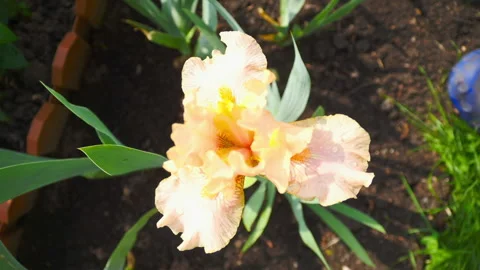 Beautiful iris blooming in sunlight Video stock 316639929