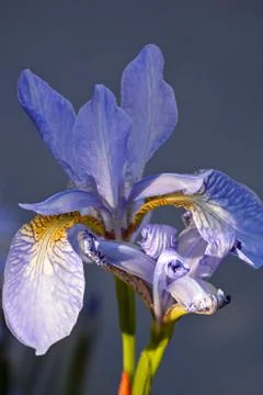 Beautiful iris closeup Stock Photos