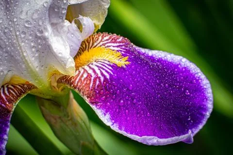 Beautiful iris in dewdrops Stock Photos