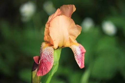 Beautiful iris flower close-up on a background of greenery Stock Photos