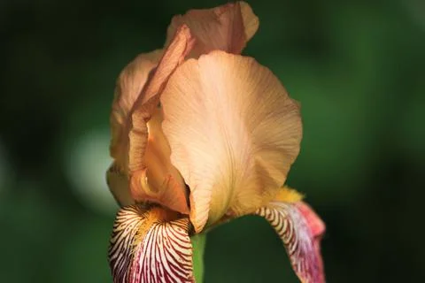 Beautiful iris flower close-up on a background of greenery Stock-Fotos