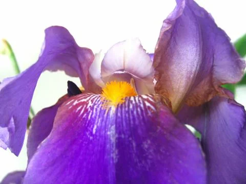Beautiful iris flower Stock-Fotos