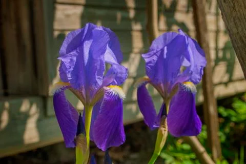 Beautiful Iris Flower Stock Photos