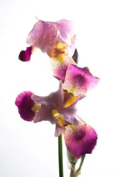 Beautiful iris flower on the white background Stock Photos