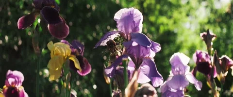 Beautiful iris flowers glowing in backlight during a sunny summer day. Stock Footage 323935907
