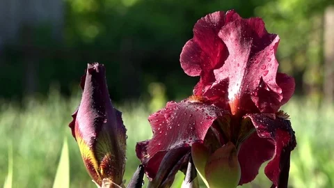 Beautiful iris flowers in sunny day. Burgundy and chocolate. Stock Footage