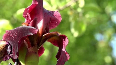 Beautiful iris flowers in sunny day. The burgundy color of iris is irresistible. Stock Footage 76432003