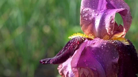 Beautiful iris flowers in sunny day. A beautiful decorative flower. Stock Footage 76432004
