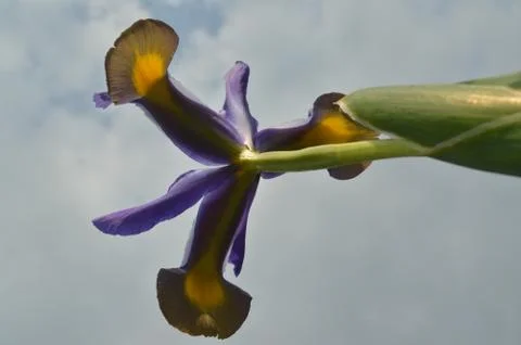 A beautiful iris Stock Photos
