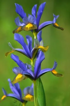 A beautiful iris. Stock Photos