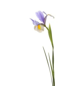 Beautiful iris Stock Photos