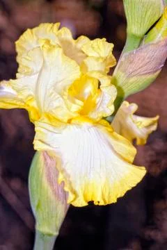 A beautiful iris Stock Photos