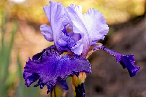 A beautiful iris Stock Photos