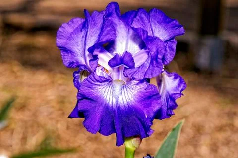 A beautiful iris Stock Photos