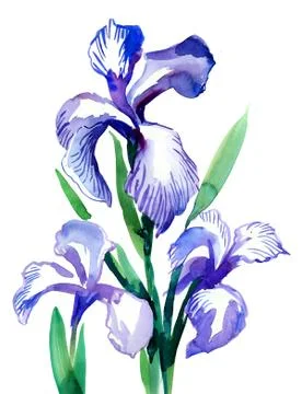 Beautiful irises Illustrazione stock