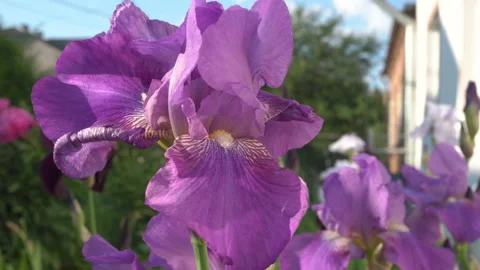 Beautiful irises sway in the wind Stock Footage 239370982
