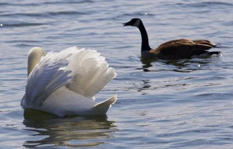 Beautiful isolated image of the contest between the swan and the Canada goose Stock Photos