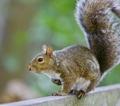 Beautiful isolated image of a cute squirrel on the hedge Stock Photos