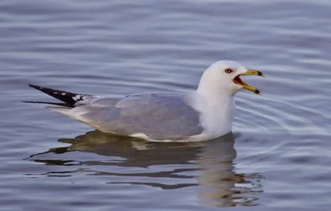 Beautiful isolated image with a gull screaming in the lake Stock Photos