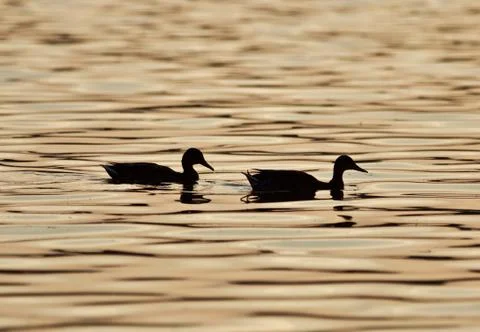 Beautiful isolated image with two ducks in a lake on the sunset Stock Photos