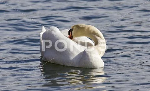 Beautiful isolated image of a wild mute swan Stock Photos