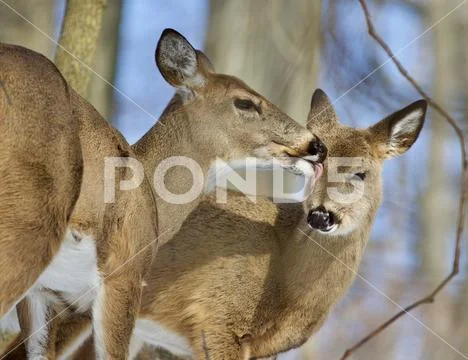 Beautiful isolated photo of two cute wild deer in the forest Stock Photos