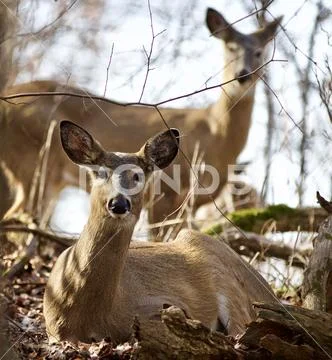 Beautiful isolated photo of two wild deer in the forest Stock Photos