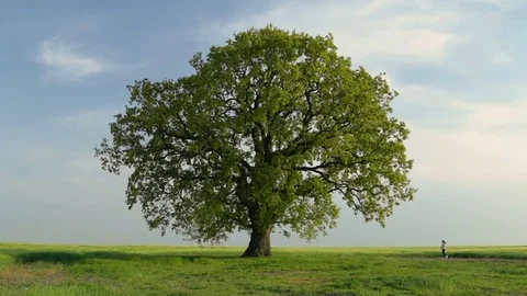 Beautiful isolated tree in the middle of the field	 Stock Footage 75218073