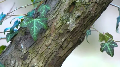 Beautiful ivy on a tree trunk Stock Footage 281261894