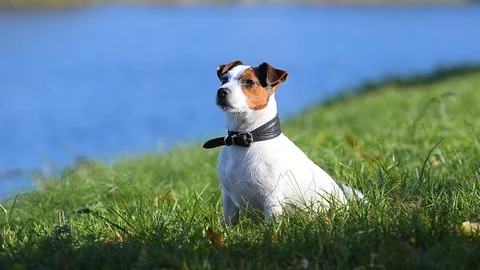 Beautiful jack Russel terrier posing near the lake Stock Footage 97864571