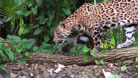 A beautiful jaguar walks through a river in the jungle. Stock Footage