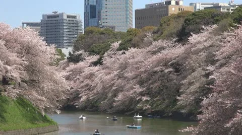 Beautiful Japanese cherry blossom with Tokyo city, Tokyo, Japan Stock Footage