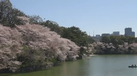 Beautiful Japanese cherry blossom with Tokyo city, Tokyo, Japan Stock Footage