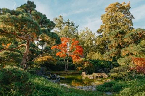 Beautiful Japanese Garden and red trees at autumn seson. A burst of fall c... Stock Photos