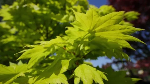 Beautiful Japanese maple sapling in springtime Видео 274104305