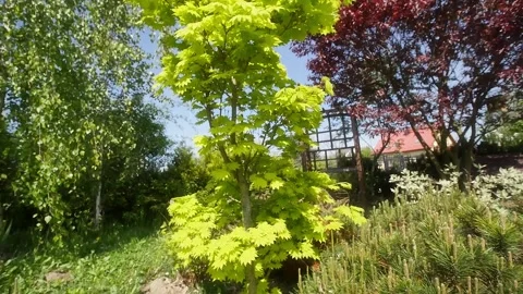 Beautiful Japanese maple sapling in springtime Vidéo 274105416