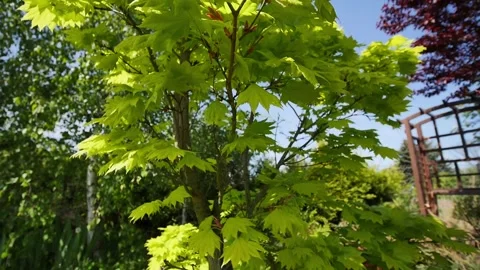 Beautiful Japanese maple sapling in springtime Vidéo 274105427