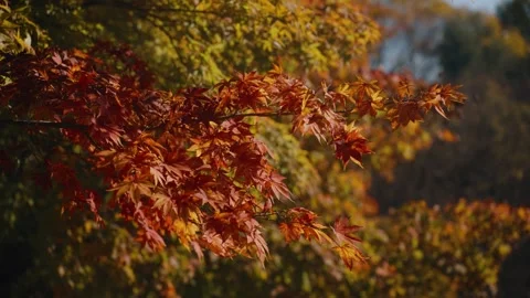 Beautiful Japanese maple tree branches with red and orange leaves - parallax Vídeo Stock 293278123