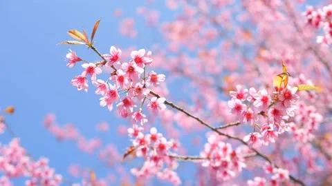 Beautiful Japanese Sakura Cherry Stock Video Pond5