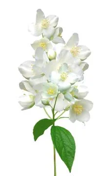Beautiful jasmine flowers with leaves isolated on white Stock Photos