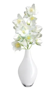 Beautiful jasmine flowers with leaves isolated on white Stockfoto's