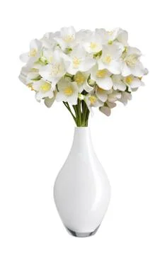 Beautiful jasmine flowers with leaves isolated on white Stock Photos